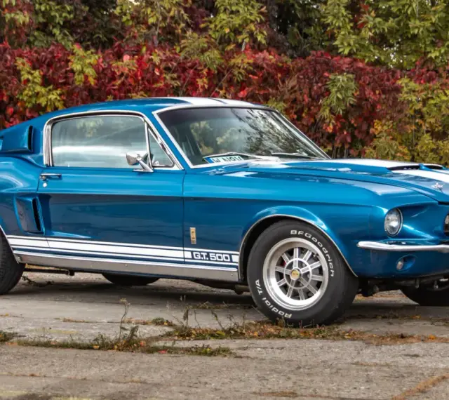Niebieski Mustang Shelby GT500 z 1967 roku z białymi pasami na masce i dachu, zaparkowany na tle jesiennych liści.
